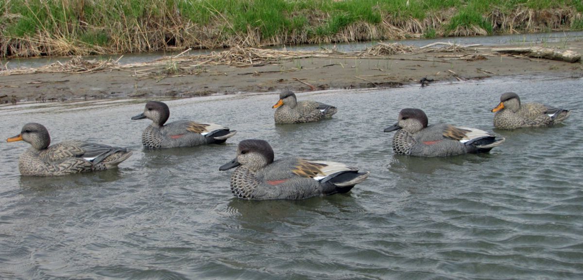 Dakota Decoy Gadwall Floater Duck Decoys