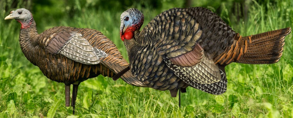 Avian-X Half-Strut Jake and Breeder Turkey Decoy Combo
