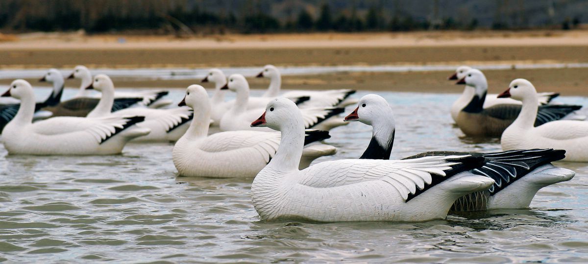 Dakota Decoy Blue Goose Floaters