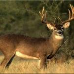 How to Not Pressure Deer — Outdoormiks